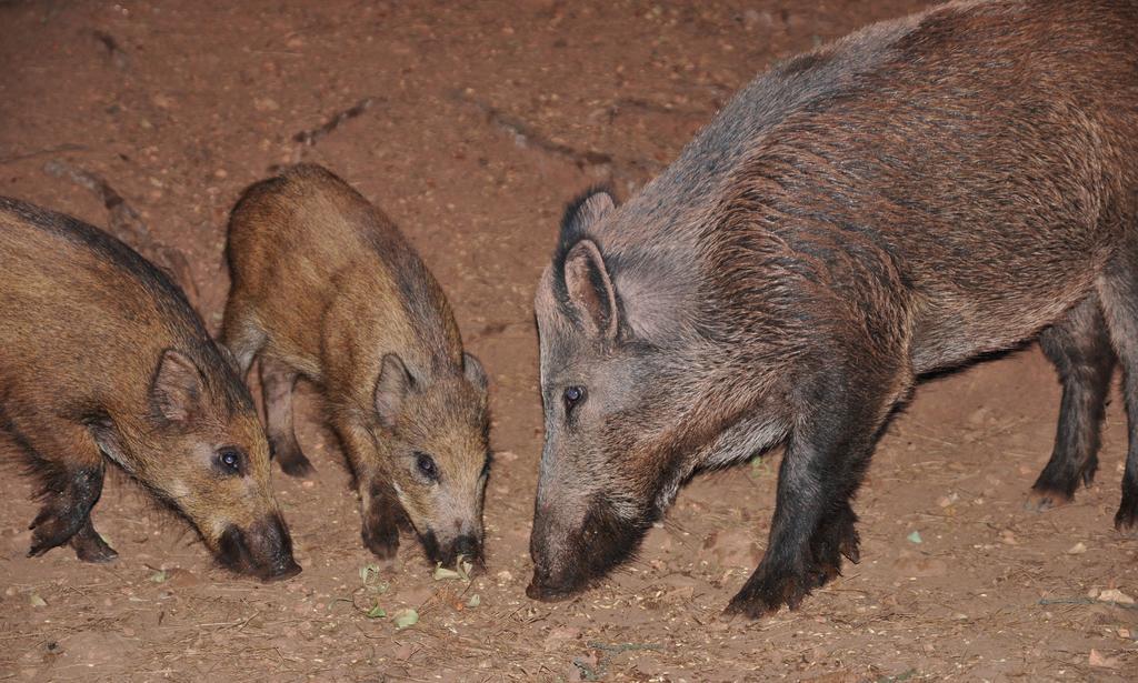 Casa Rural Los Parrales El Tranco エクステリア 写真